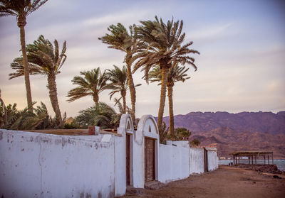 Palm trees against sky