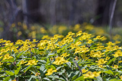 Close-up of yellow flowering plants on field