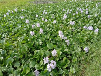 High angle view of white flowering plant on field