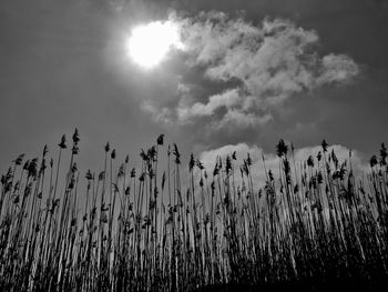 Low angle view of stalks against sky