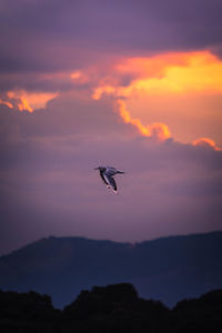 Silhouette bird flying in sky