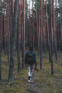 Rear view of man amidst trees in forest