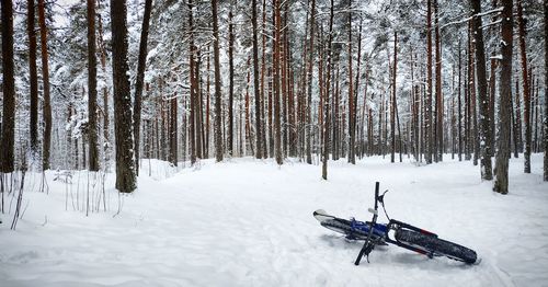 Fatbike laying on snow in woods