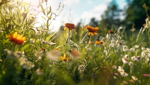 Close-up of flowering plants on field