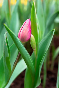 Close-up of pink flowering plant