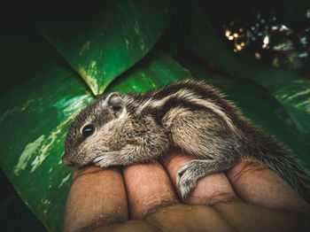 Close-up of hand holding squirrel 