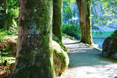 Narrow pathway along trees