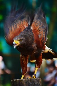 Close-up of eagle perching on wooden post