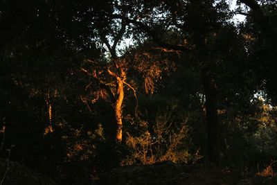 Trees in forest during autumn