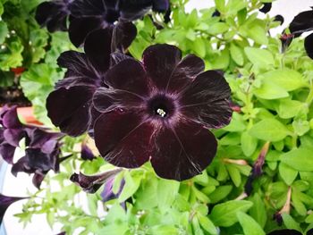 Close-up of flowers blooming outdoors