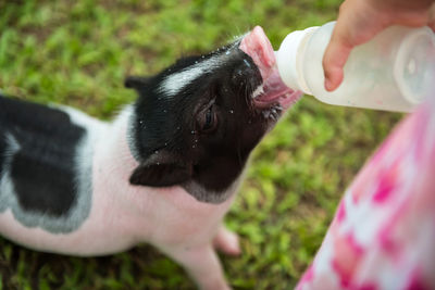 Girl feed milk to little piglet on green grass field. top view portrait of farm animal pig.