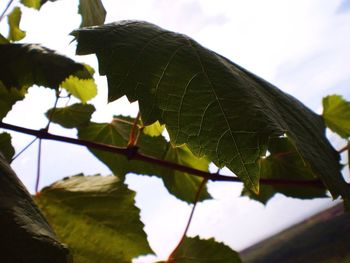 Low angle view of plant against sky