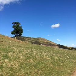 Lone tree on a hill