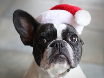 Close-up portrait of pug