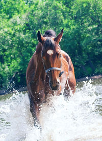 Portrait of horse in water