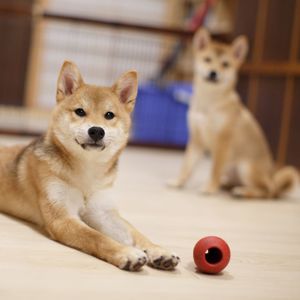 Two cute adorable shiba inus ready to play fetch the ball