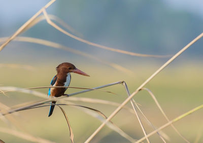 Close-up of bird perching on a plant