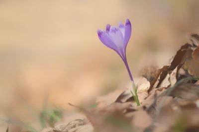 Close-up of purple crocus flowers on land