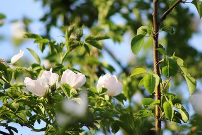 Close-up of white flowering plants