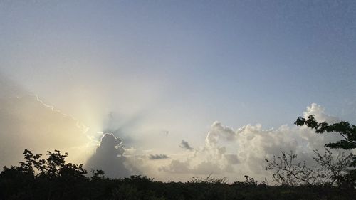 Low angle view of silhouette trees against sky