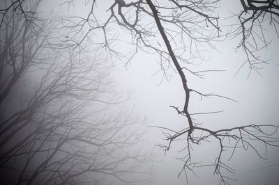 Low angle view of bare tree against sky