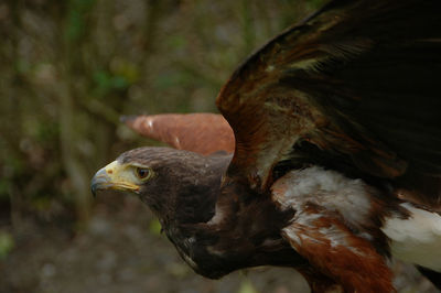 Close-up of eagle