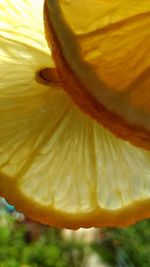 Close-up of yellow rose flower