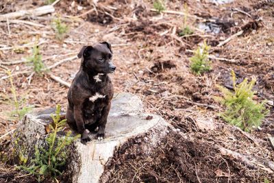 Dog on tree stump over field