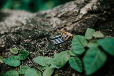 High angle view of leaf on rock