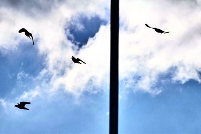 Low angle view of birds flying against sky