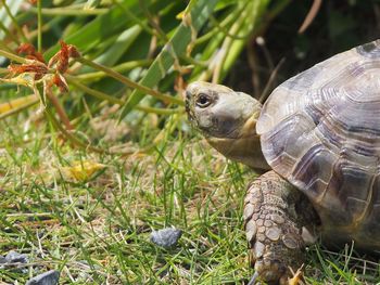 Close-up of turtle on field