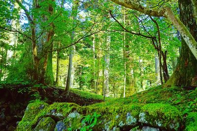 Low angle view of trees against sky