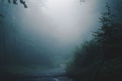 Scenic view of forest against sky