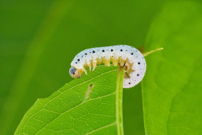 Close-up of butterfly on leaf