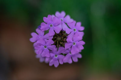 Close-up of insect pollinating on purple flower