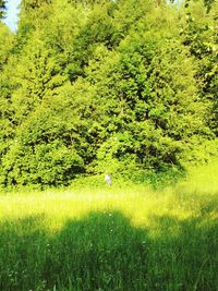 Scenic view of grassy field