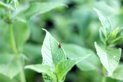 Close-up of fly on leaf