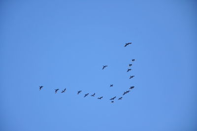 Low angle view of bird flying against blue sky