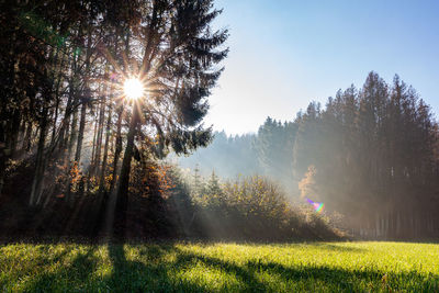 Sunlight streaming through trees on field against bright sun