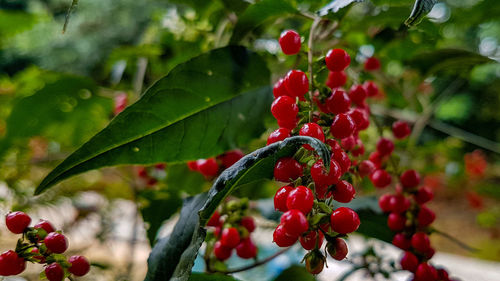 Close-up of red berries growing on tree