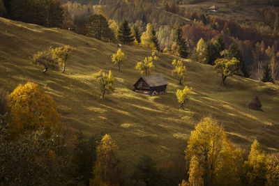 High angle view of trees on field