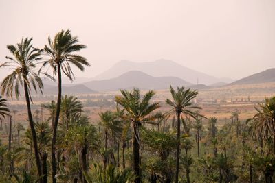 Palm trees on landscape against clear sky