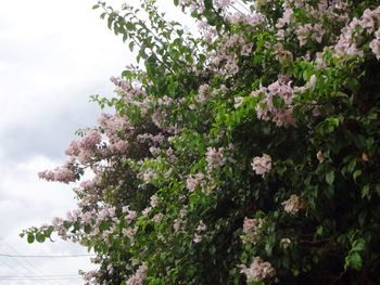 Low angle view of flowers blooming on tree