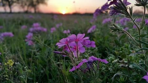 Close-up of pink flowers blooming in field