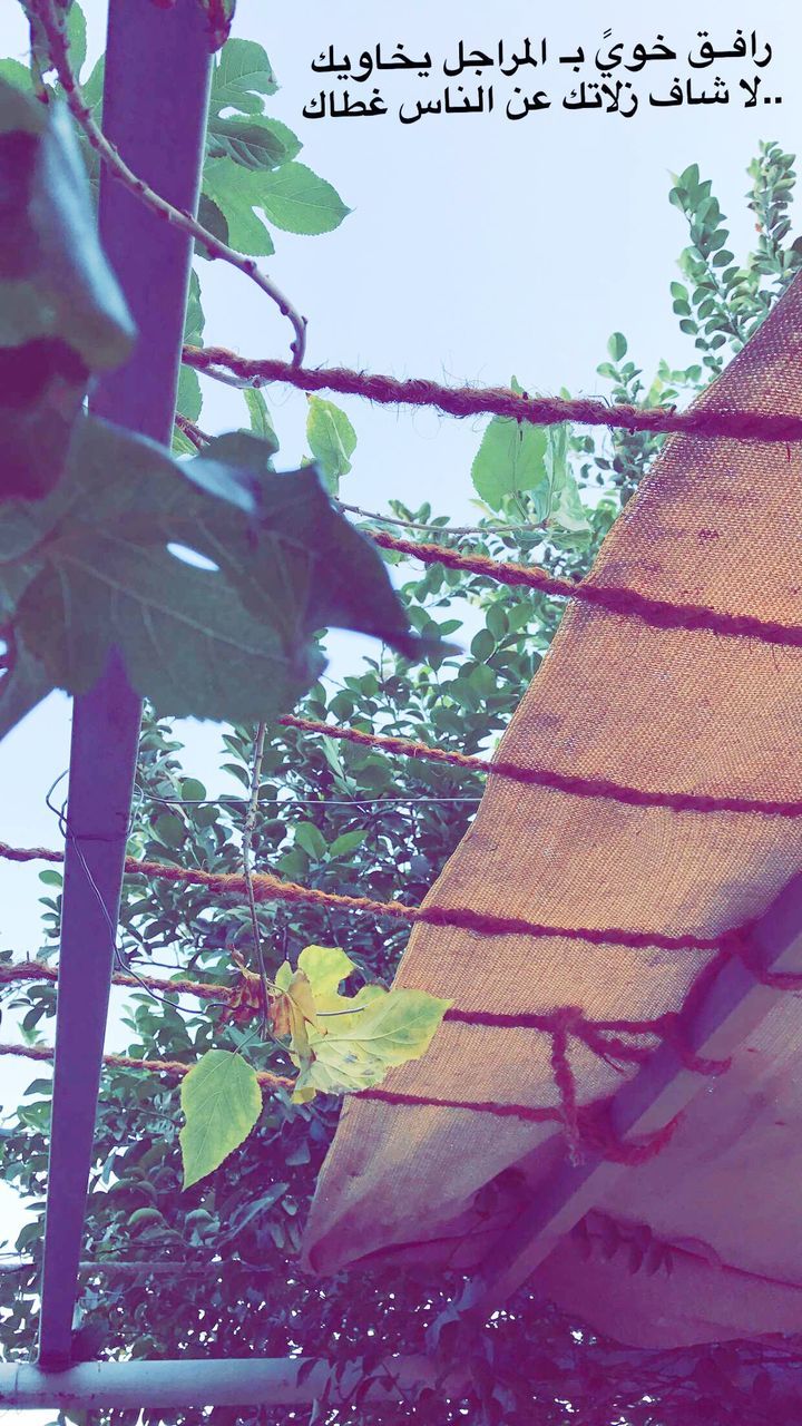 leaf, day, tree, growth, plant, outdoors, nature, no people, ivy, low angle view, close-up, sky, clear sky, beauty in nature