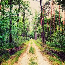 Road passing through forest