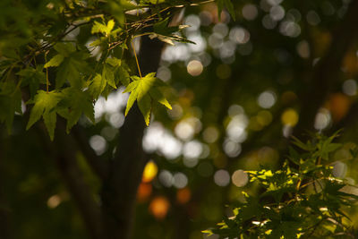 Close-up of leaves on tree