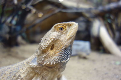 Close-up of a lizard