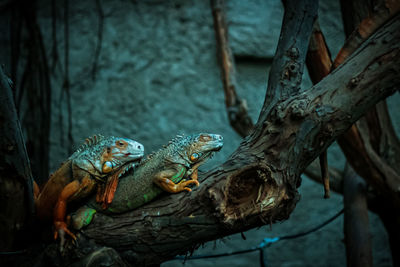 Close-up of lizard on tree trunk