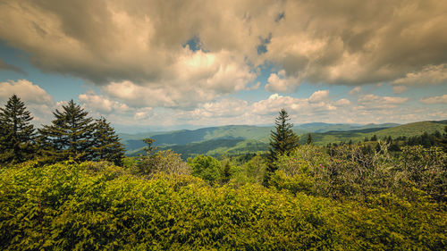 Plants growing on land against sky